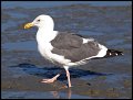 _3SB3646 herring gull